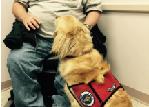 What a Service Dog Actually Does for a Veteran