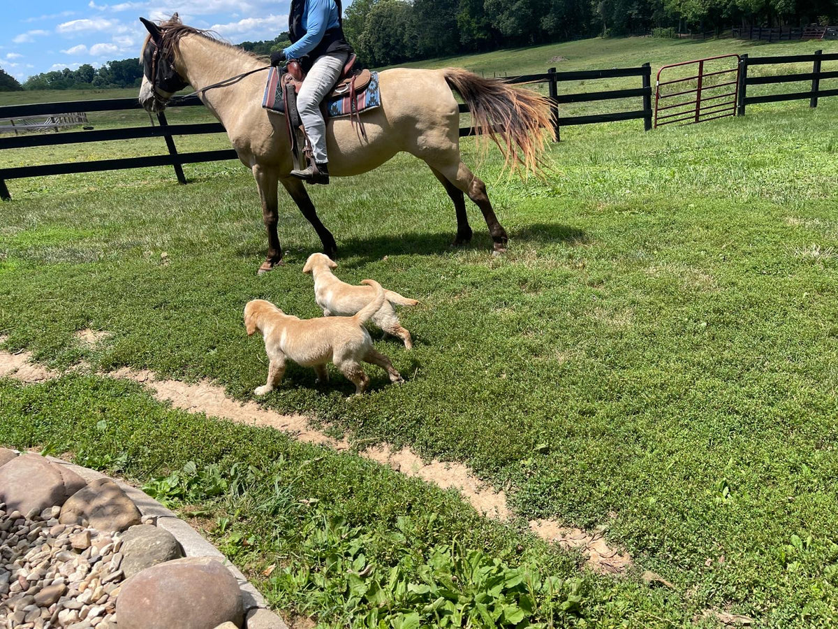 Honda and Jeffrey running with a horse · VMF socialization training · July 2026