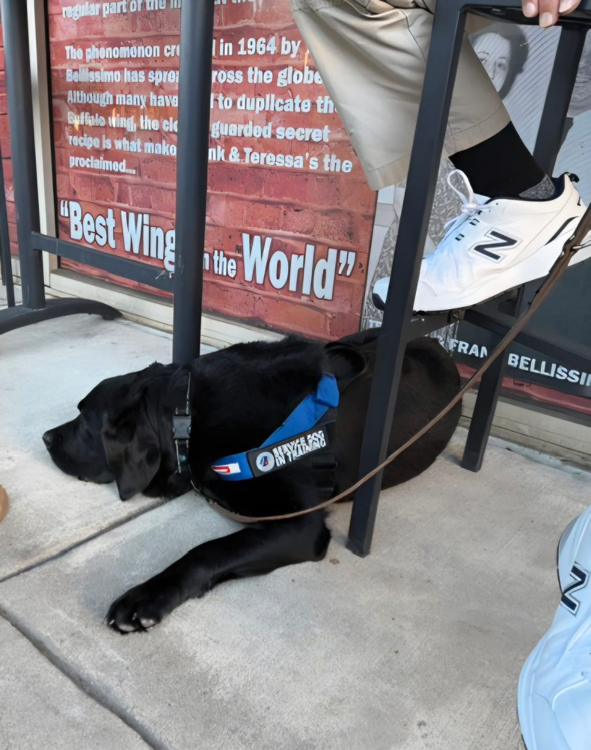 Meet CJ — Paired With His Veteran
