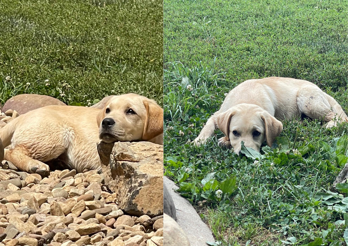 One of the new pups resting · VMF · July 2026