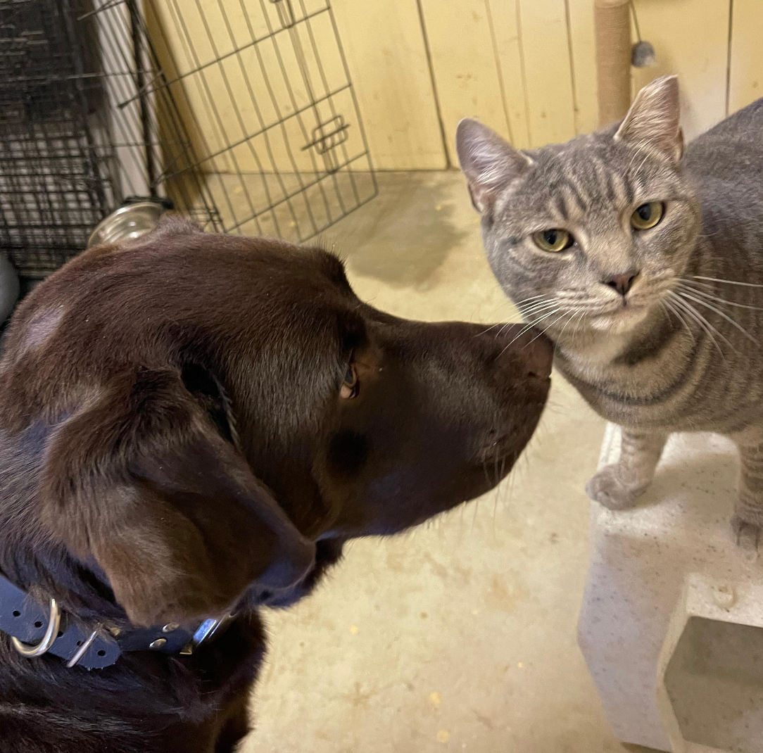 Socialization training with cats · staying focused on the handler