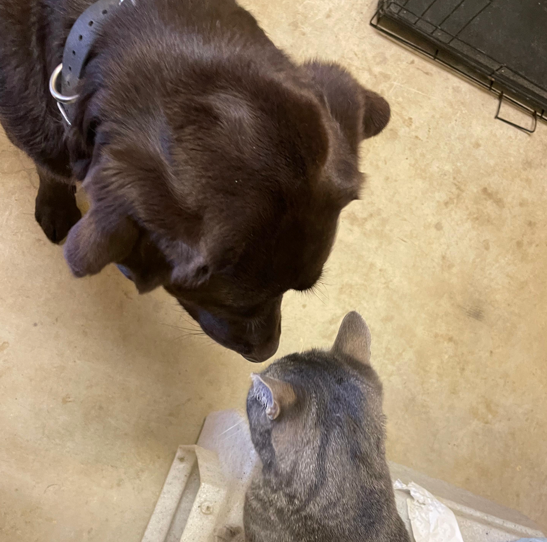 "Training around cats" — VMF Training Team